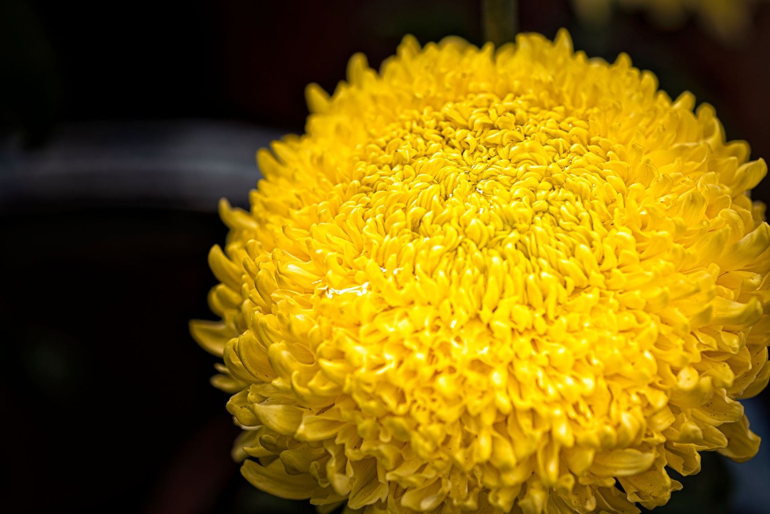 A close-up macro photograph shows the delicate yellow petals of a chrysanthemum flower in full bloom.