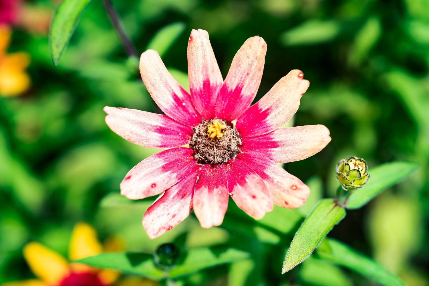 Pink and white zinnia flowers bloom vibrantly against blurred green foliage in a garden setting.