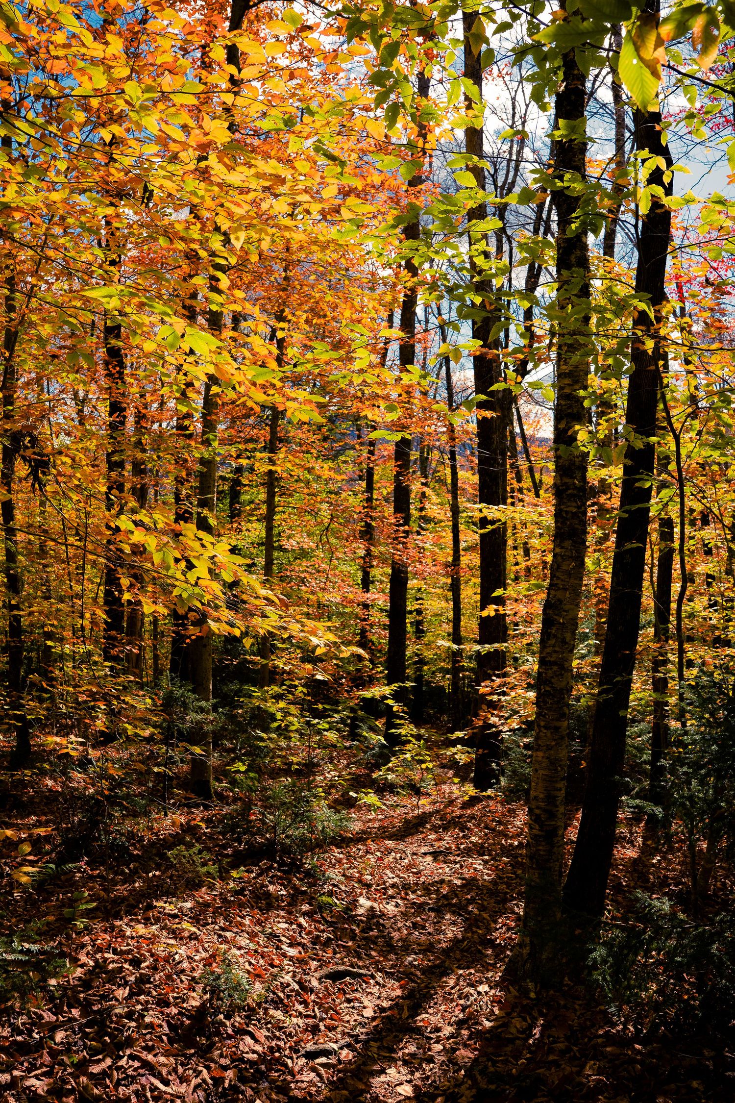 Sunlit autumn forest trail with golden leaves and tall trees creating natural shadows.