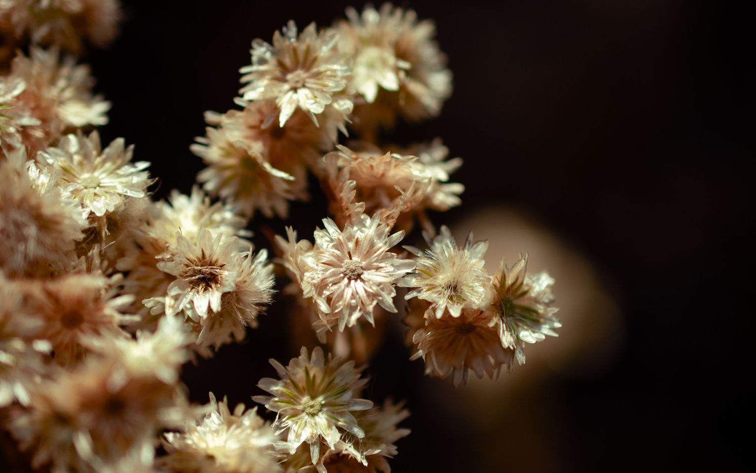 Dried beige flower clusters against a dark background in macro photography.