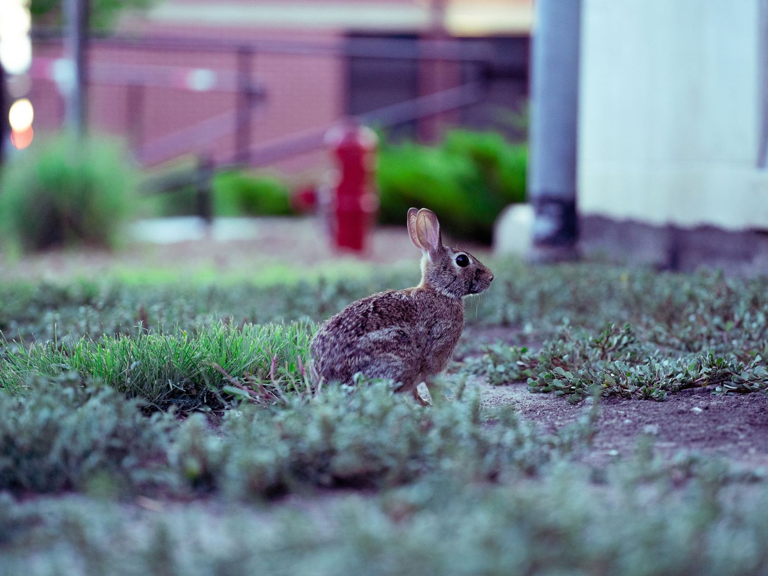 A wild rabbit sits on grass with a blurred pink building in the background.