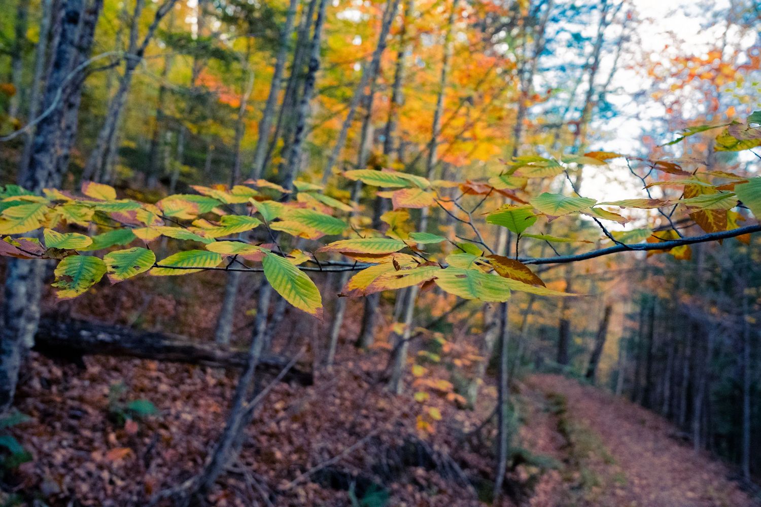 Shallow focus on autumn leaves with blurred forest trail in background.