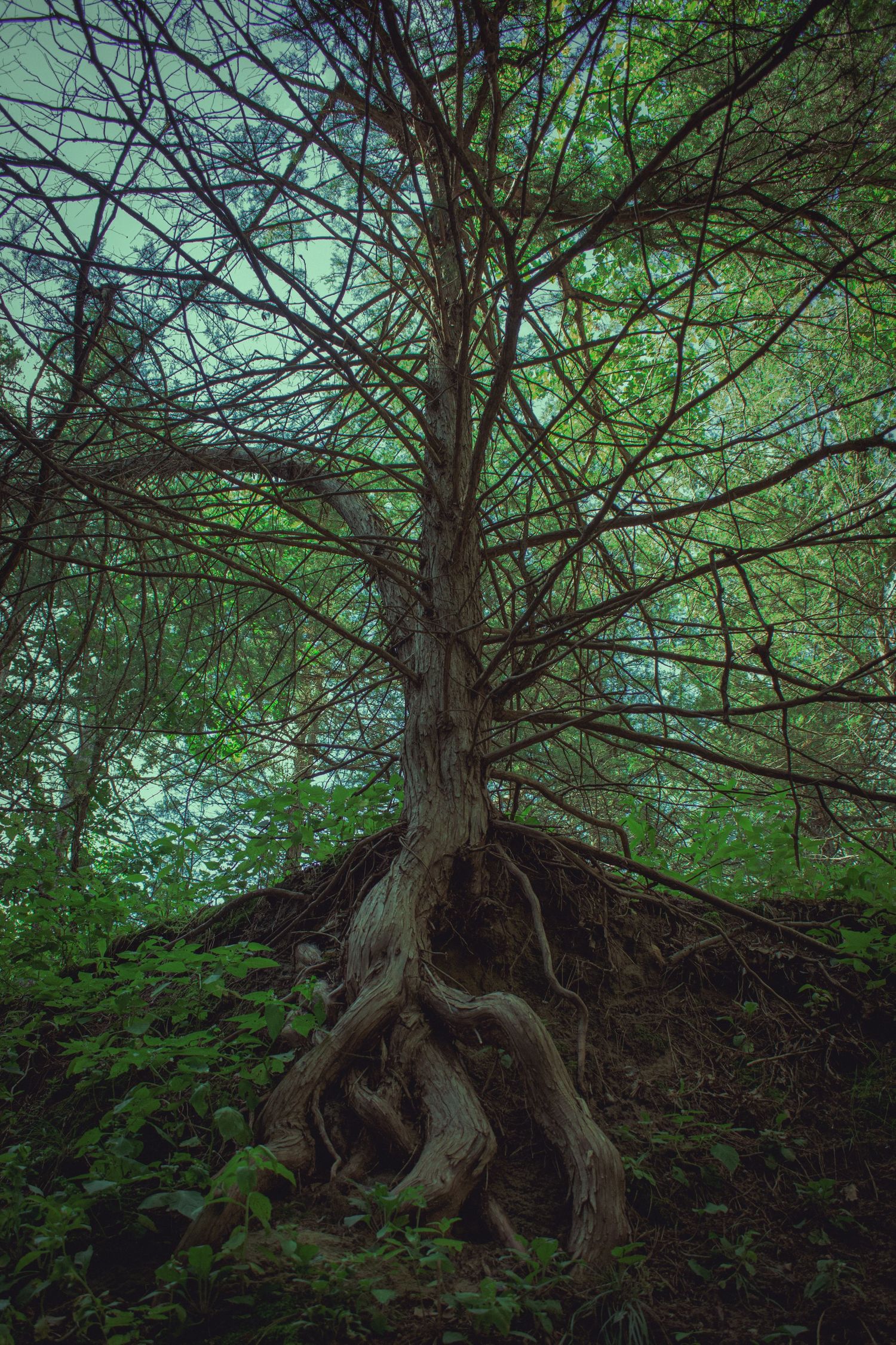 Gnarled tree roots exposed on forest floor with green foliage in background.