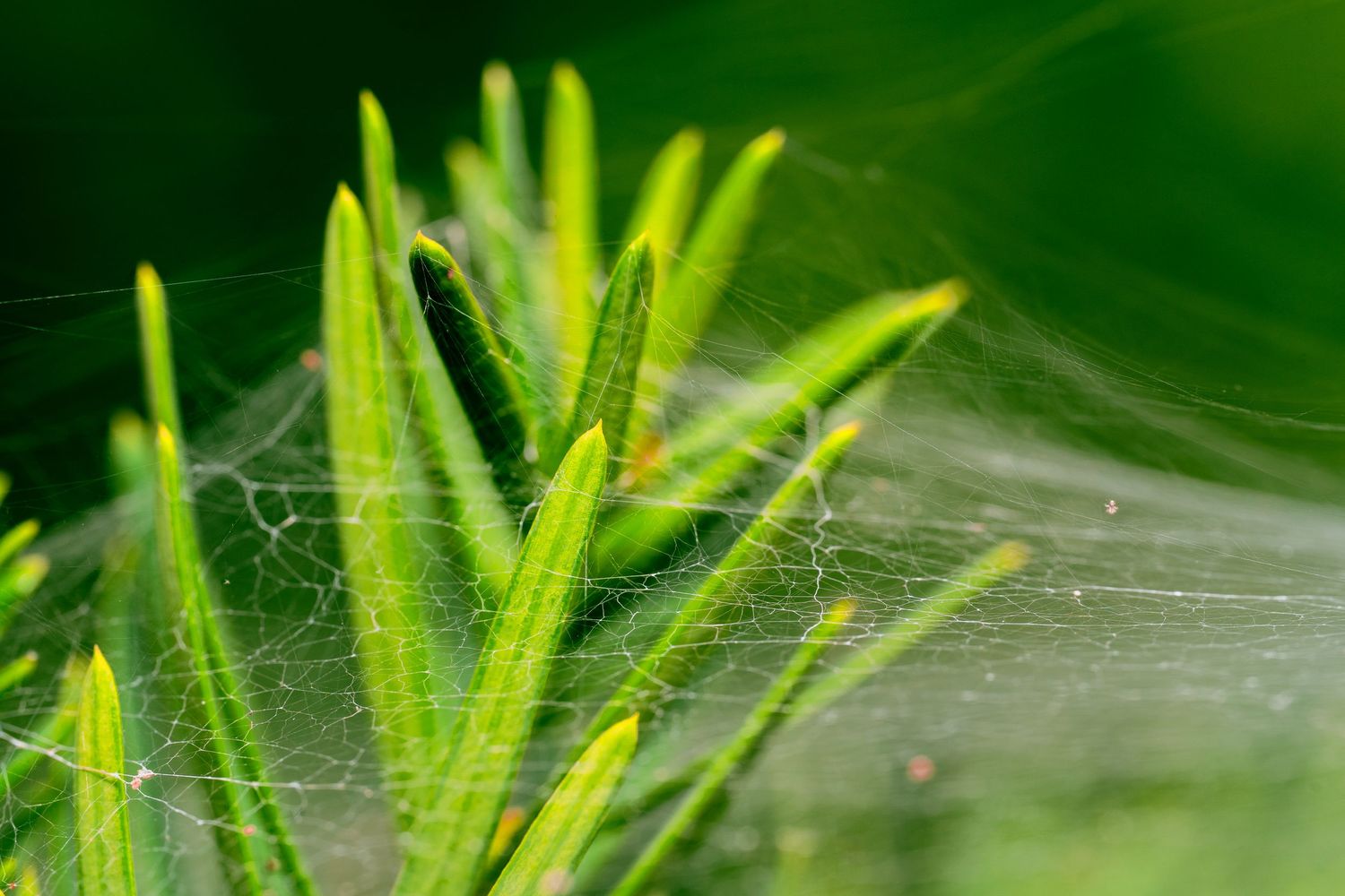 Delicate spider webs stretching between green plant stems in macro photography.