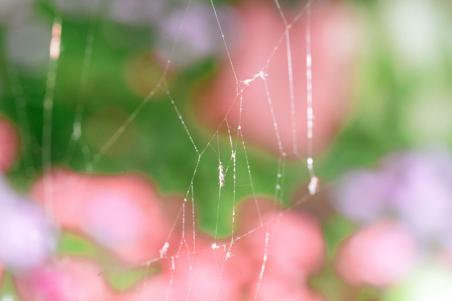 Delicate spider web strands catching light against soft pink and green bokeh background.
