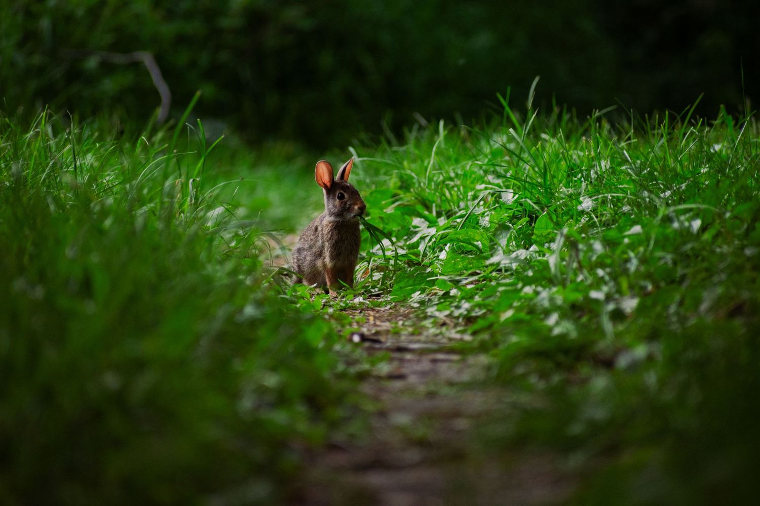 Brown rabbit camouflaged in green grass and foliage.