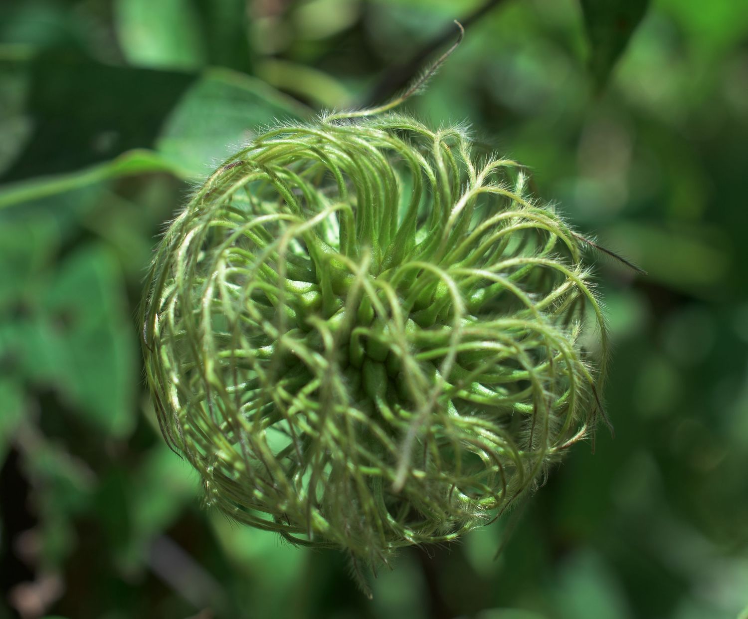Close-up view of curling green fern fronds unfurling in a spiral pattern against a blurred natural background.