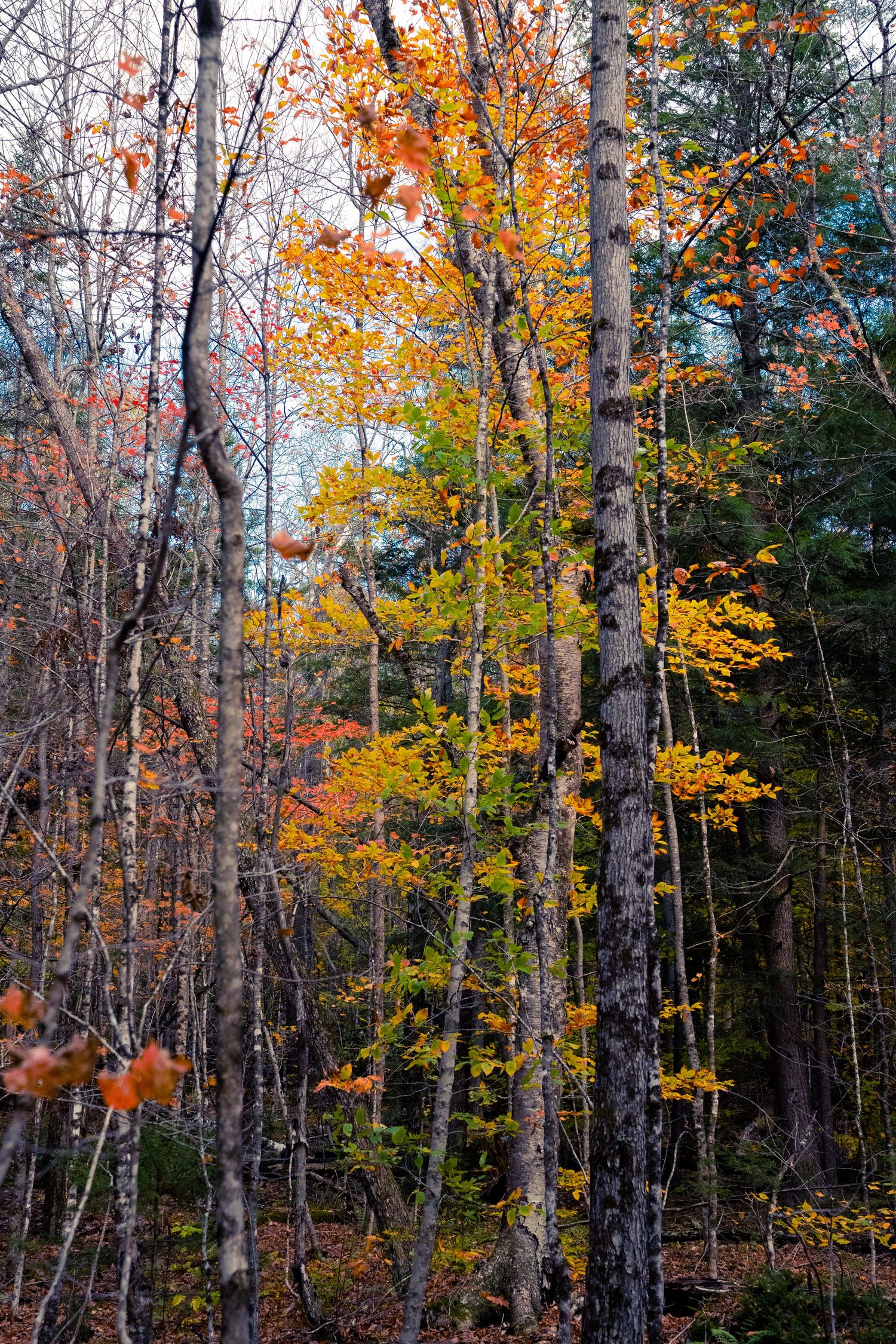 Vertical shot of autumn forest with golden leaves contrasting against bare tree trunks.