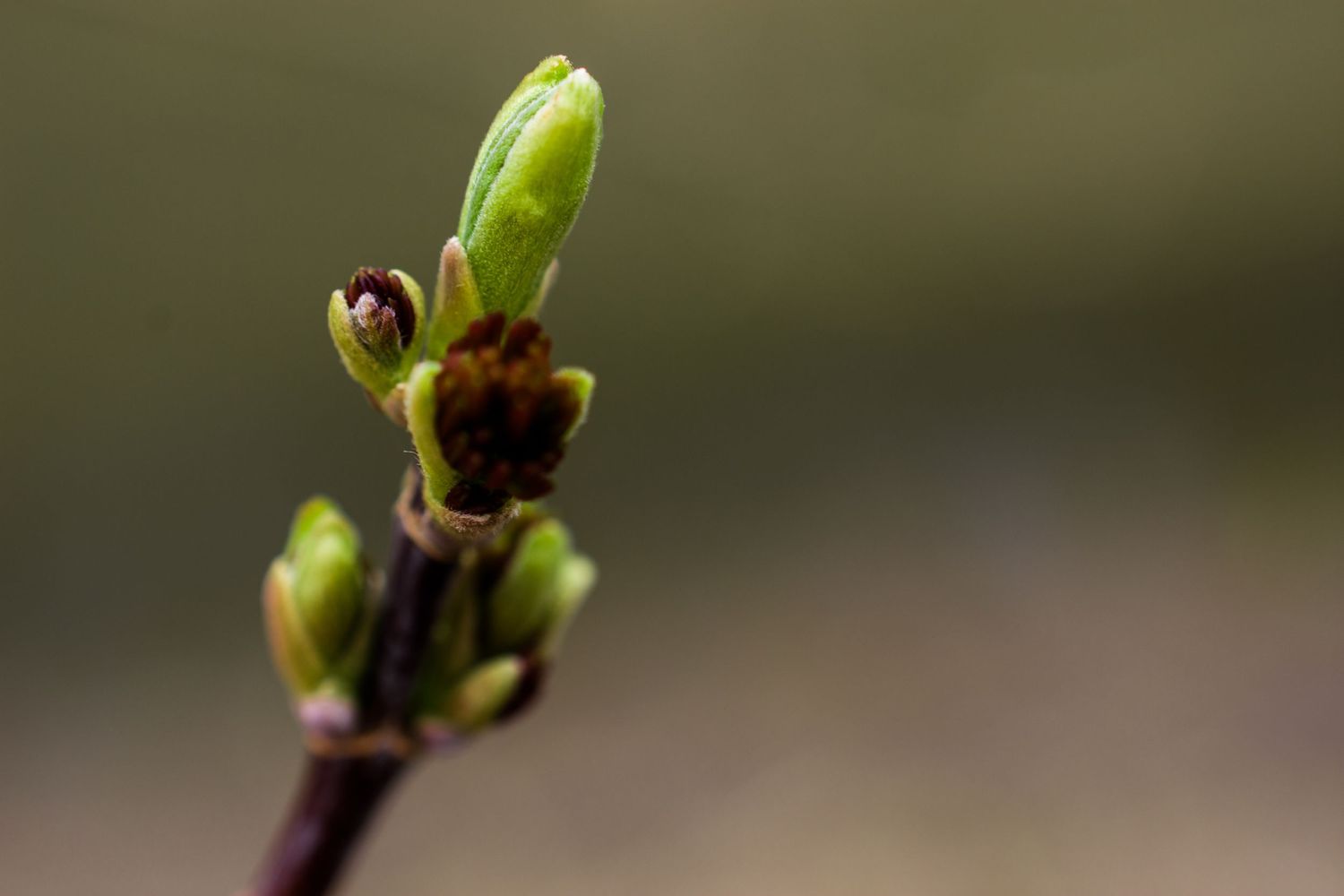 Time-lapse sequence showing green leaf buds emerging from tree branches in spring.