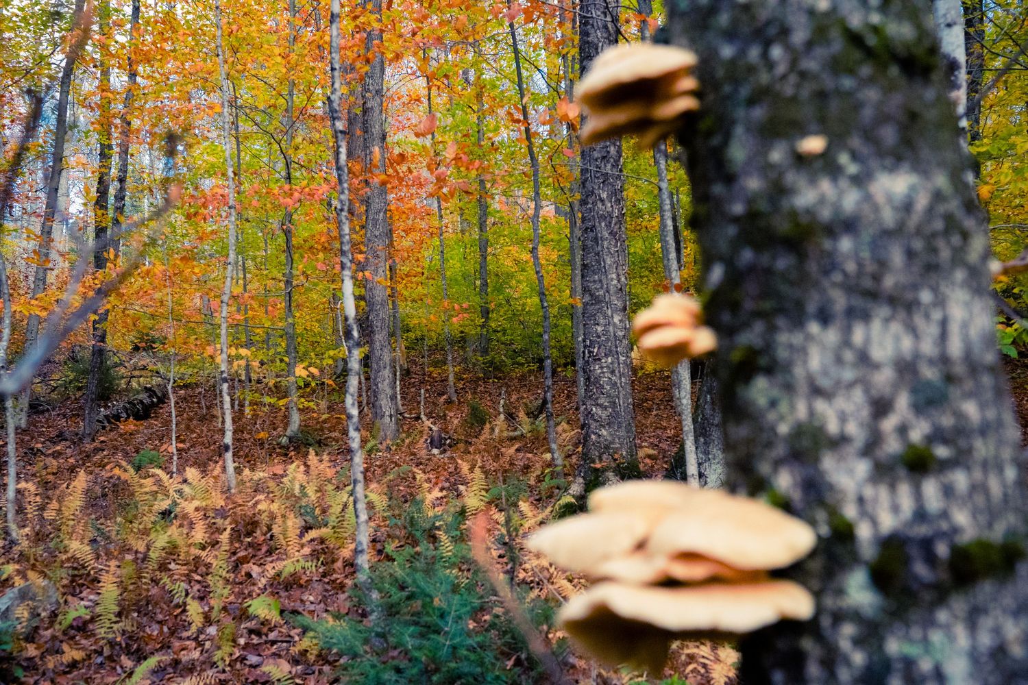 Mushrooms growing on a birch tree trunk in a vibrant autumn forest setting.