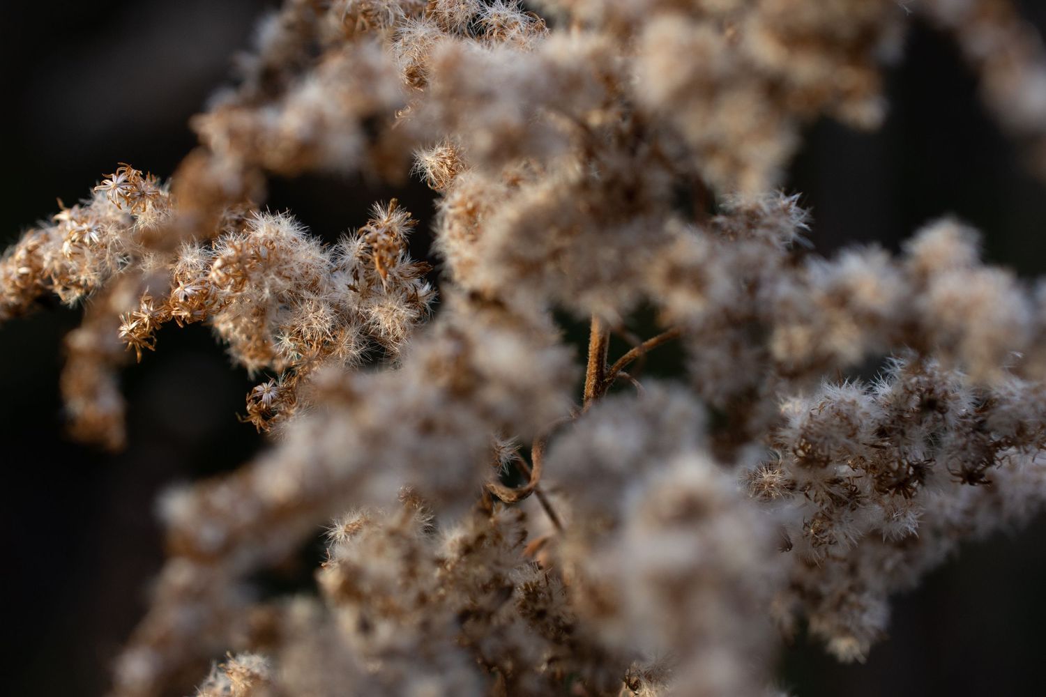 Delicate dried flower heads with fuzzy texture against dark background.