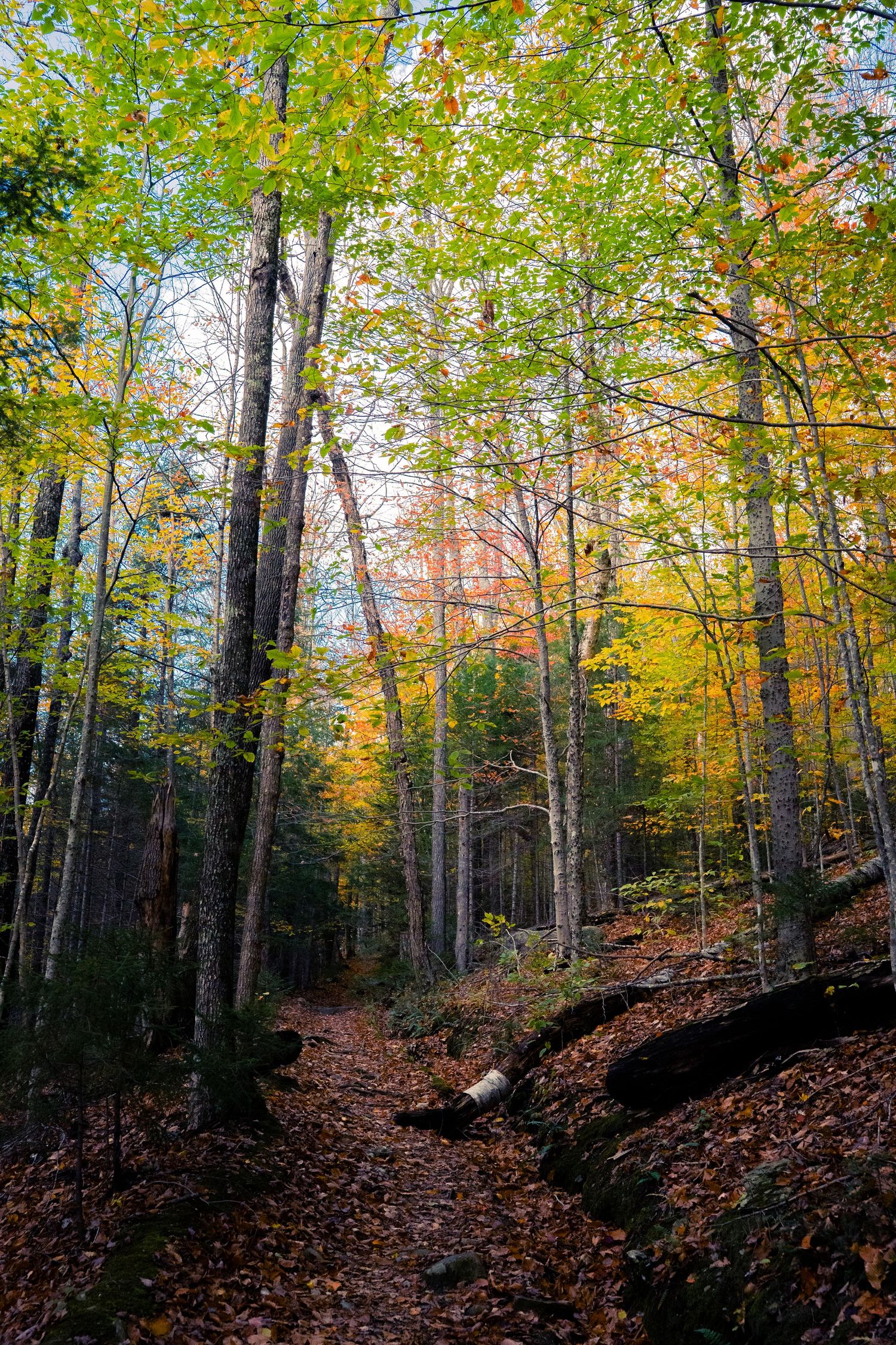 Forest hiking trail winding through tall trees with vibrant fall colors.