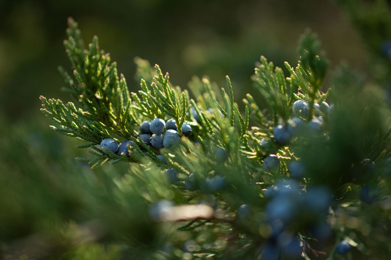 Green juniper branches with blue berries in soft focus.