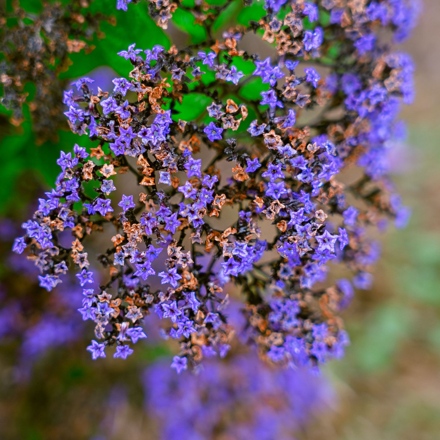 Clusters of small purple flowers creating a delicate floral display.