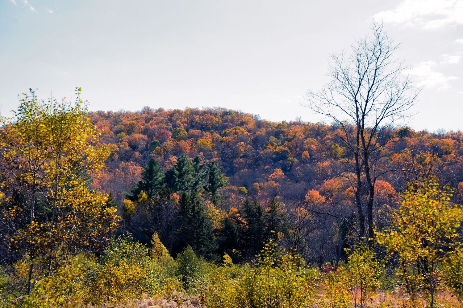 Autumn hillside with colorful fall foliage and bare trees against a cloudy sky.