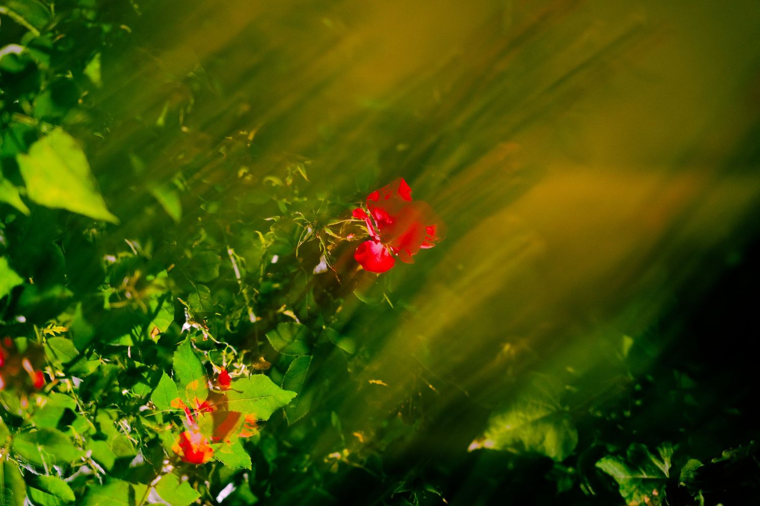 Artistic garden photograph with golden sunbeams filtering through green foliage.