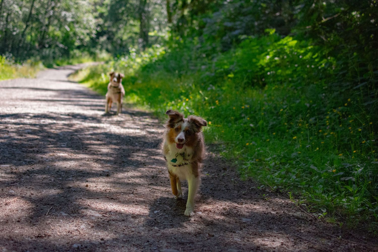 Two happy dogs running together on a forest trail on a sunny day.