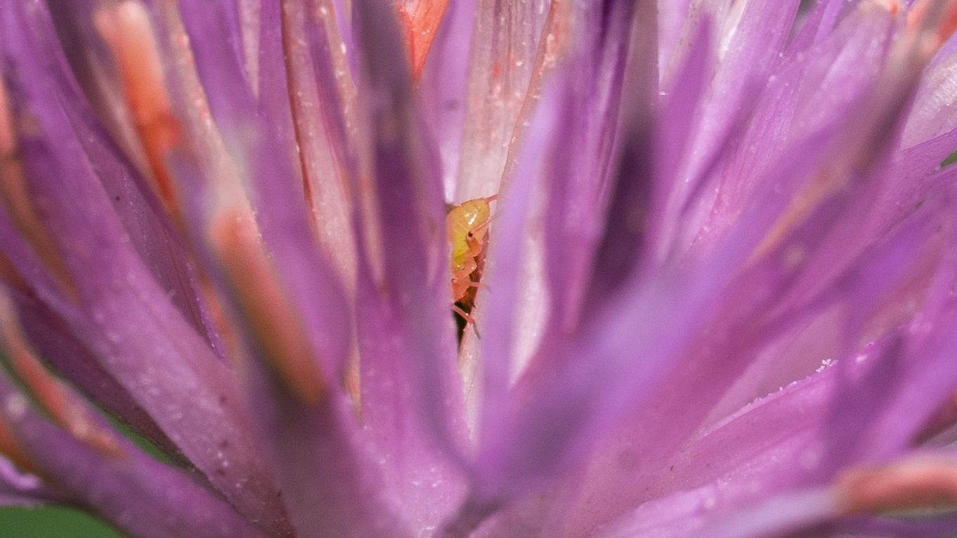 Extreme macro shot of purple flower petals showing delicate textural details.