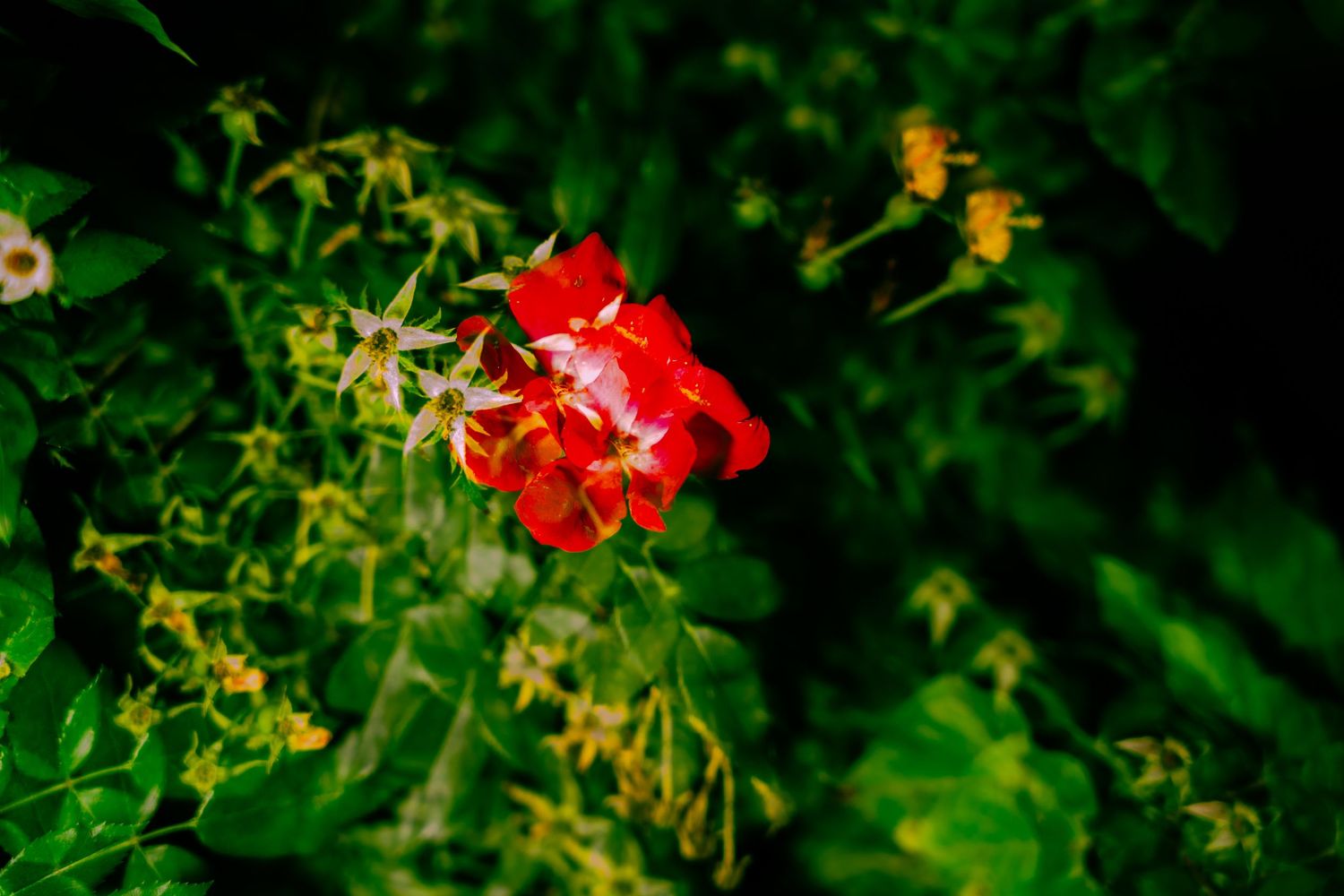 Vibrant red flowers peeking through lush green foliage in a garden setting.