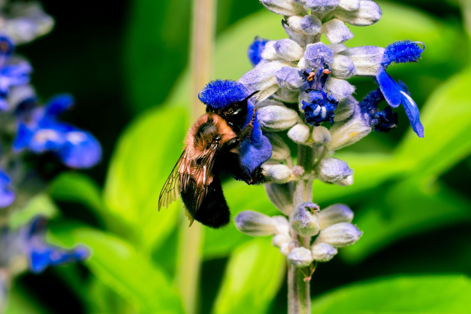 Bumblebee pollinating blue and white flowers in a garden setting.