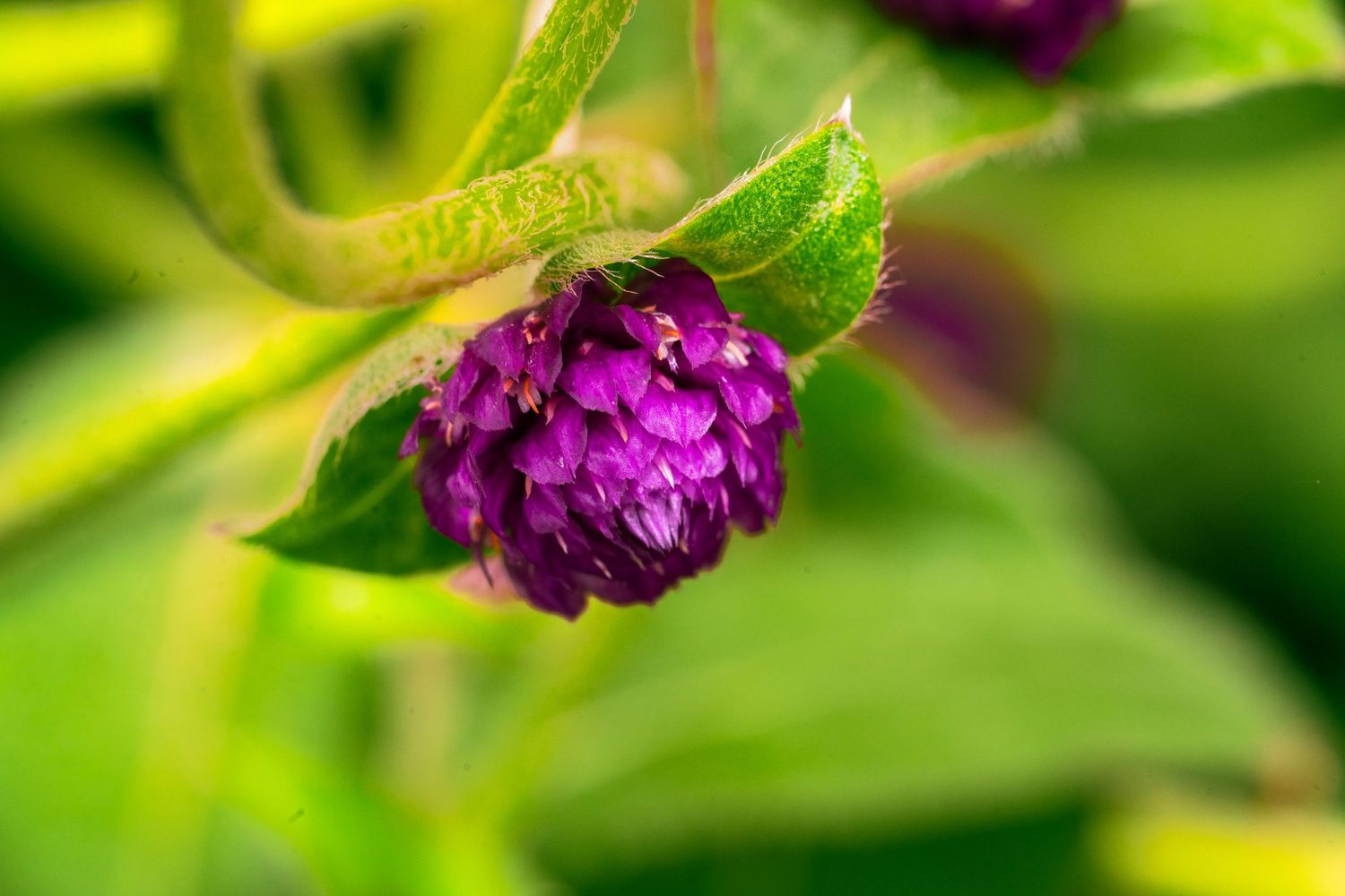 Small purple globe amaranth flowers growing among bright green foliage.