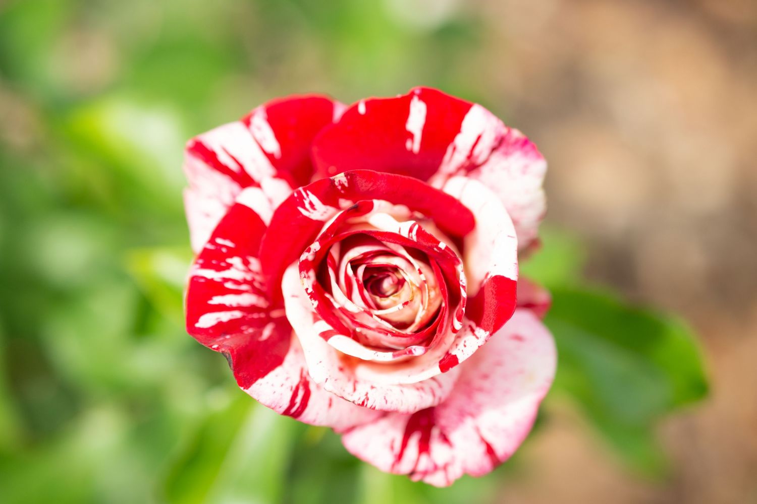Red and white striped carnation flowers blooming in a garden with green foliage.