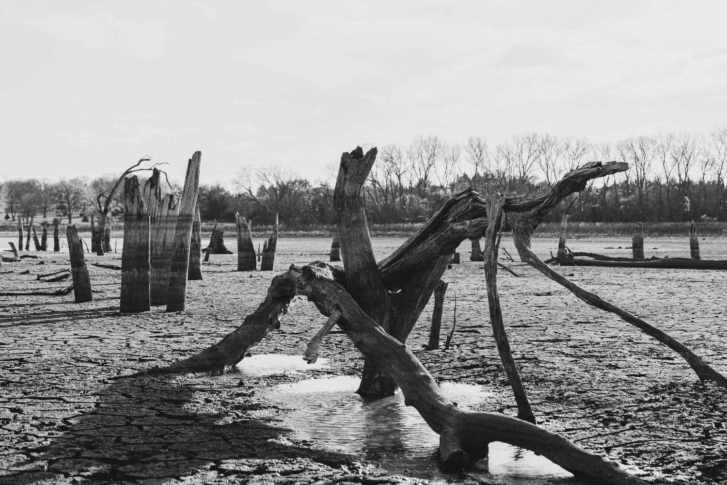 Decaying wooden stumps scattered across flooded landscape.
