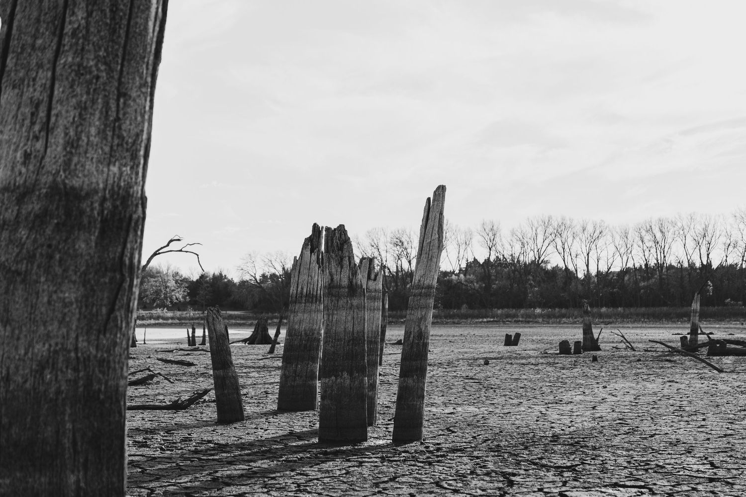 Row of old wooden posts emerging from shallow water against cloudy sky.