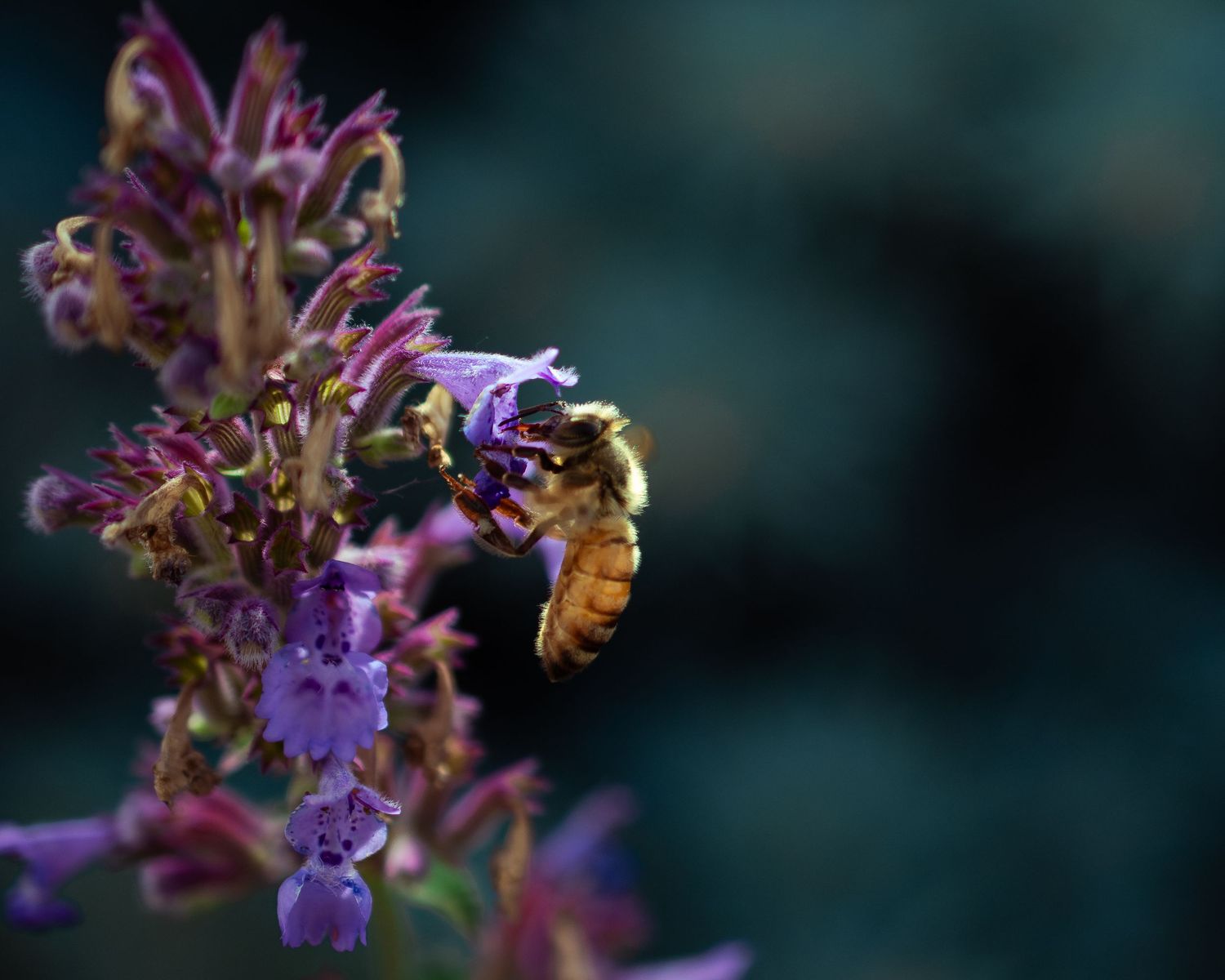 Close-up of purple salvia flowers with a honey bee gathering nectar against a dark background.