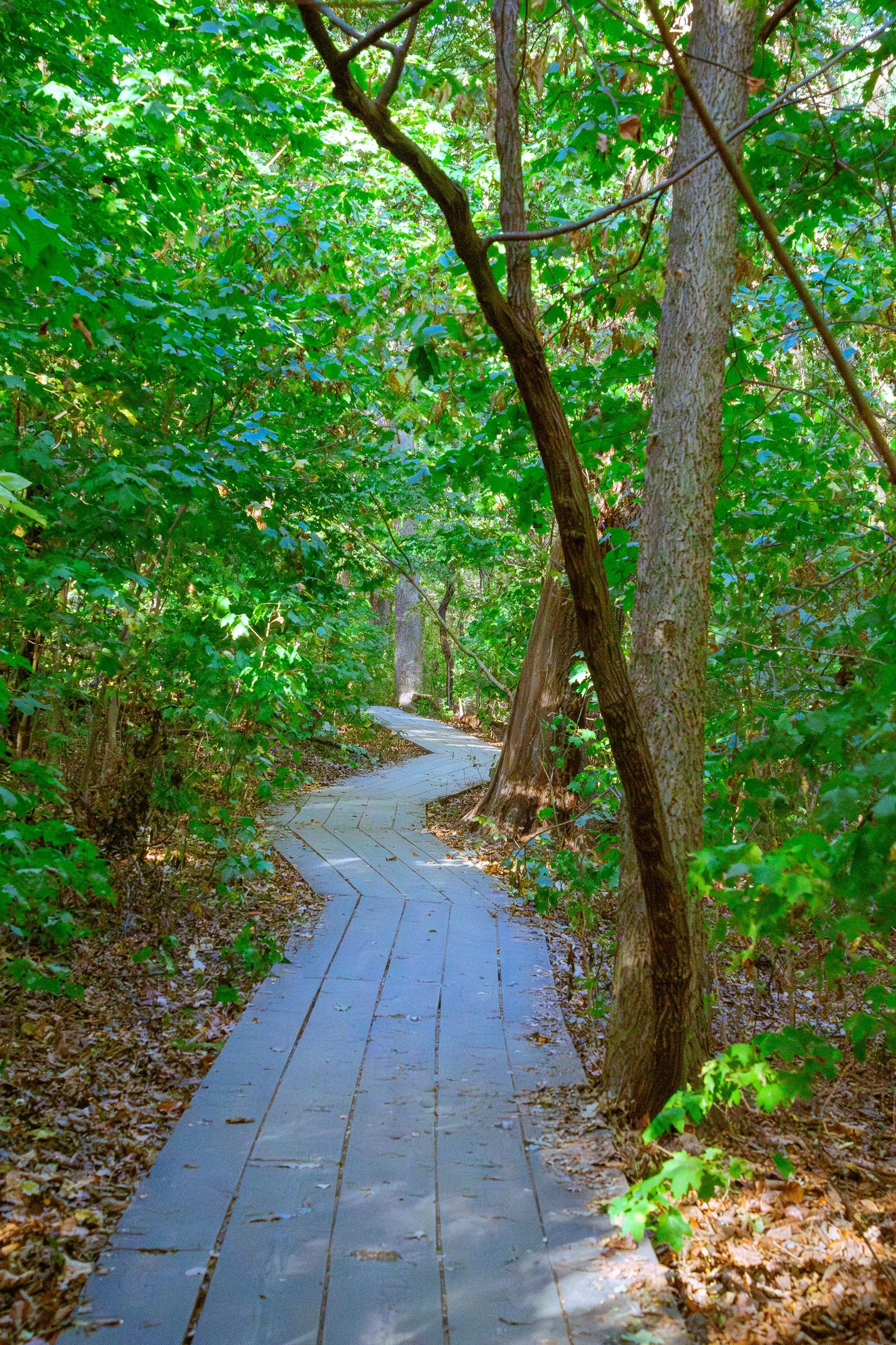Winding wooden boardwalk path through lush green forest with dappled sunlight.