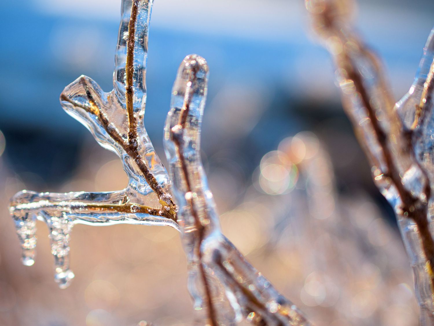 Frozen icicles hanging from bare tree branches against a blue winter sky background.