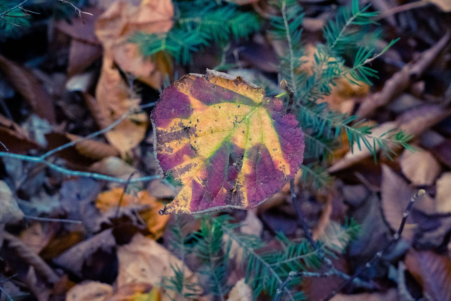 Colorful autumn leaves and evergreen branches create a natural forest canopy pattern.