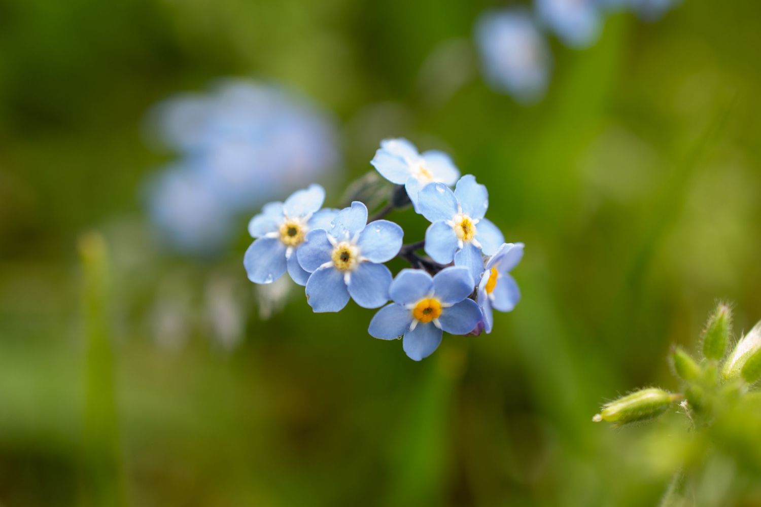 Delicate blue forget-me-not flowers blooming in a garden setting.
