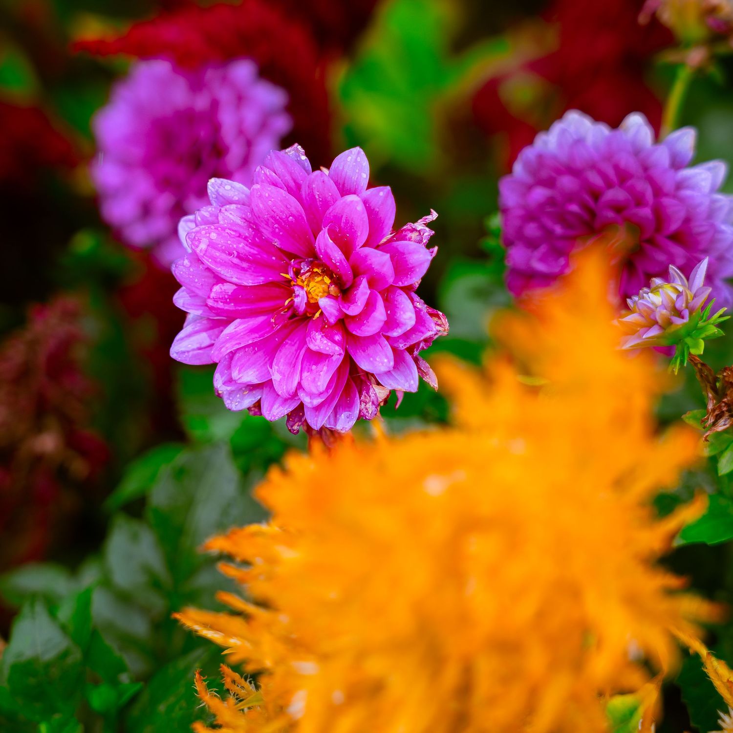 Vibrant pink dahlia flowers contrast with blurred orange blooms in a garden setting.