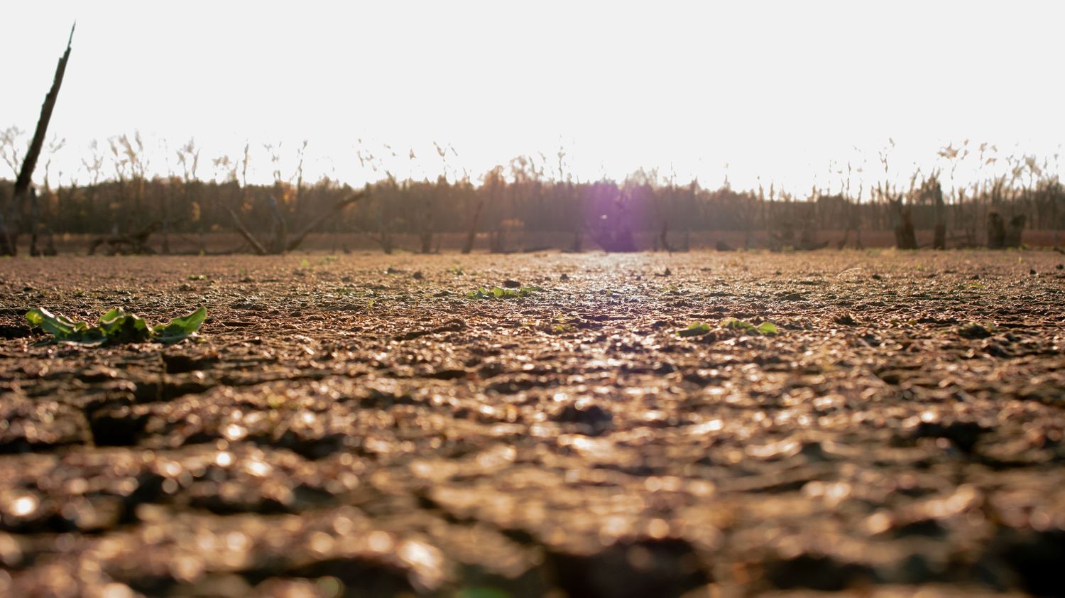 Cracked dry earth stretching to horizon under bright sunlight.