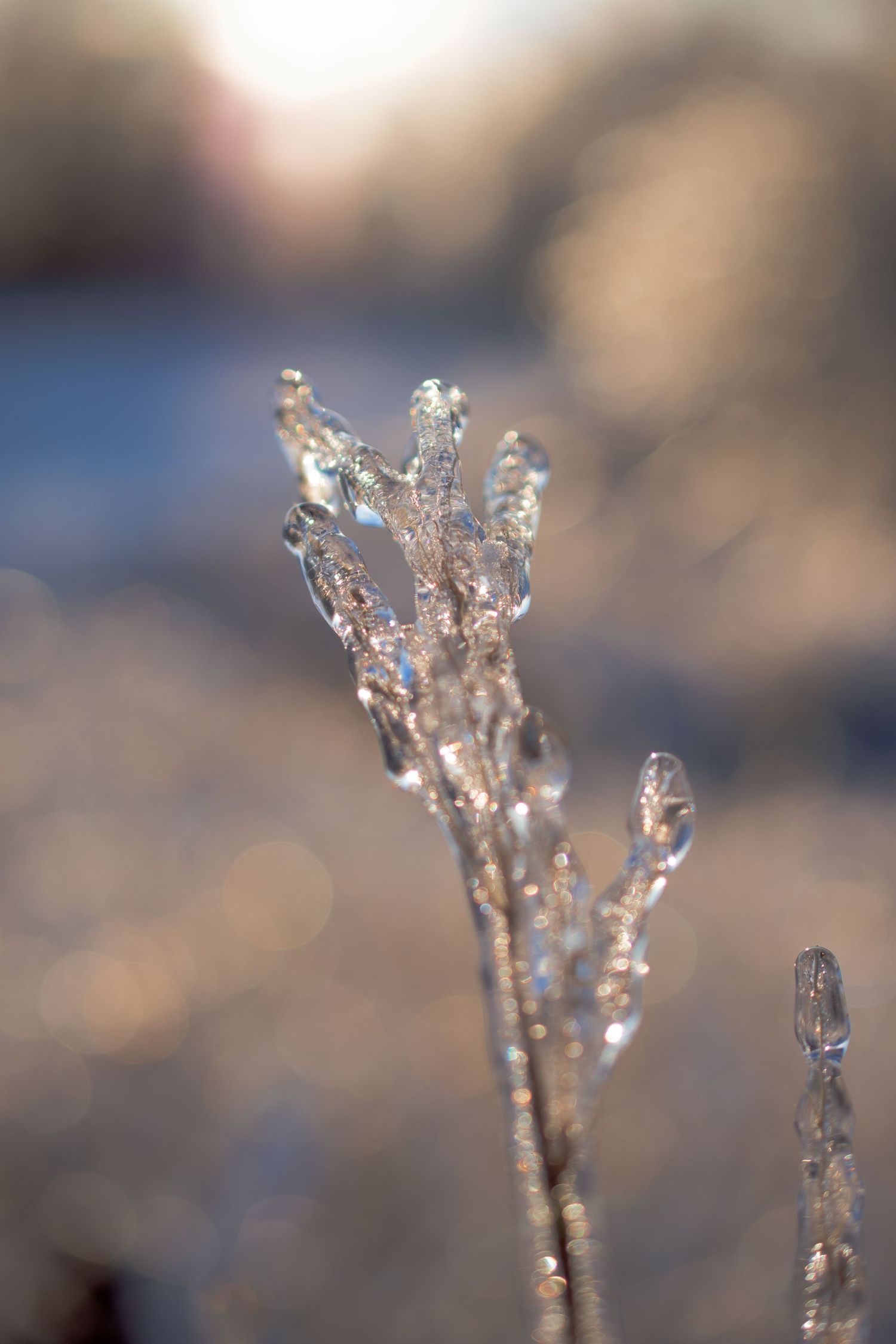 Delicate ice crystals forming intricate patterns against a blurred winter landscape.