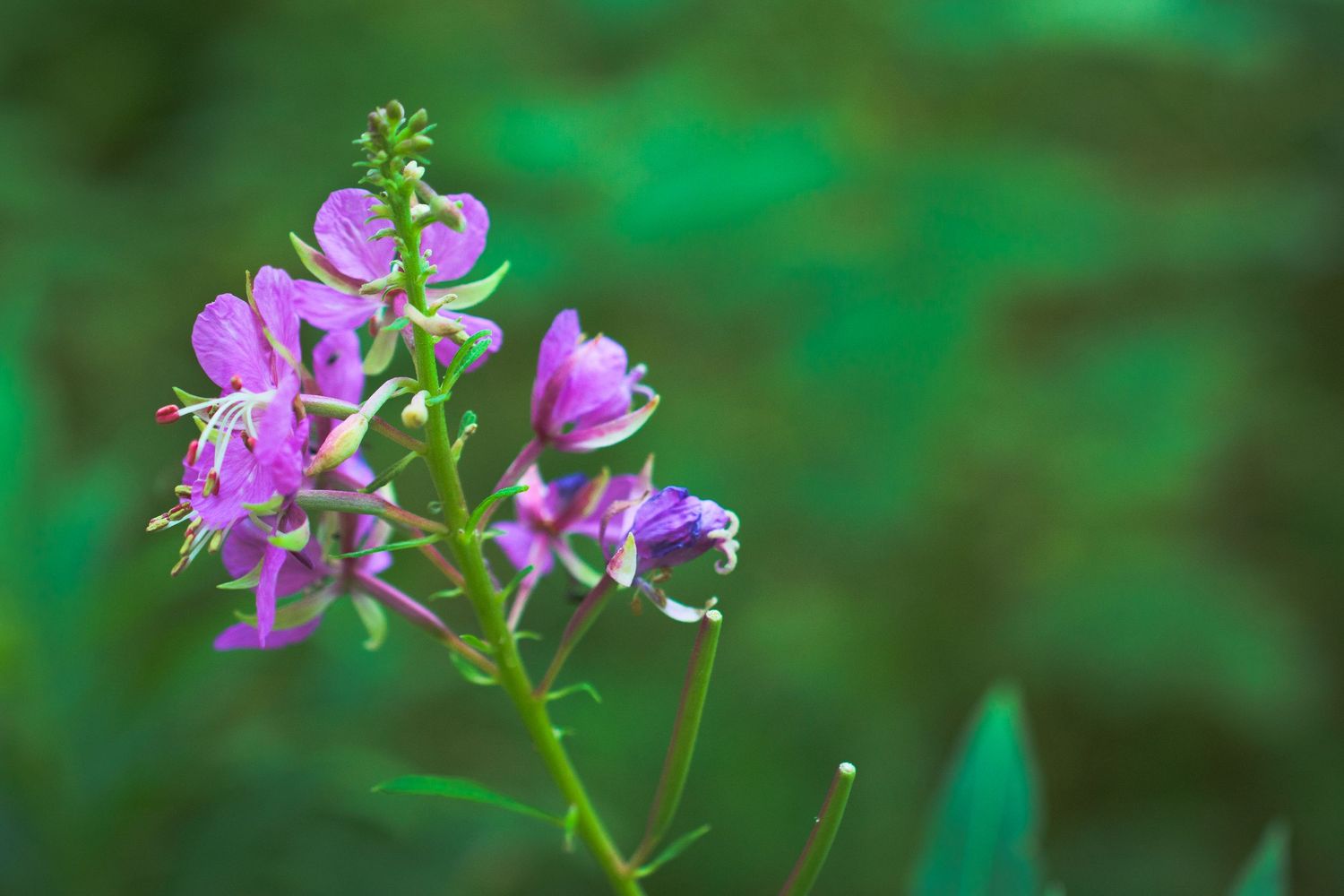 Purple wildflowers blooming in sequence against lush green foliage background.