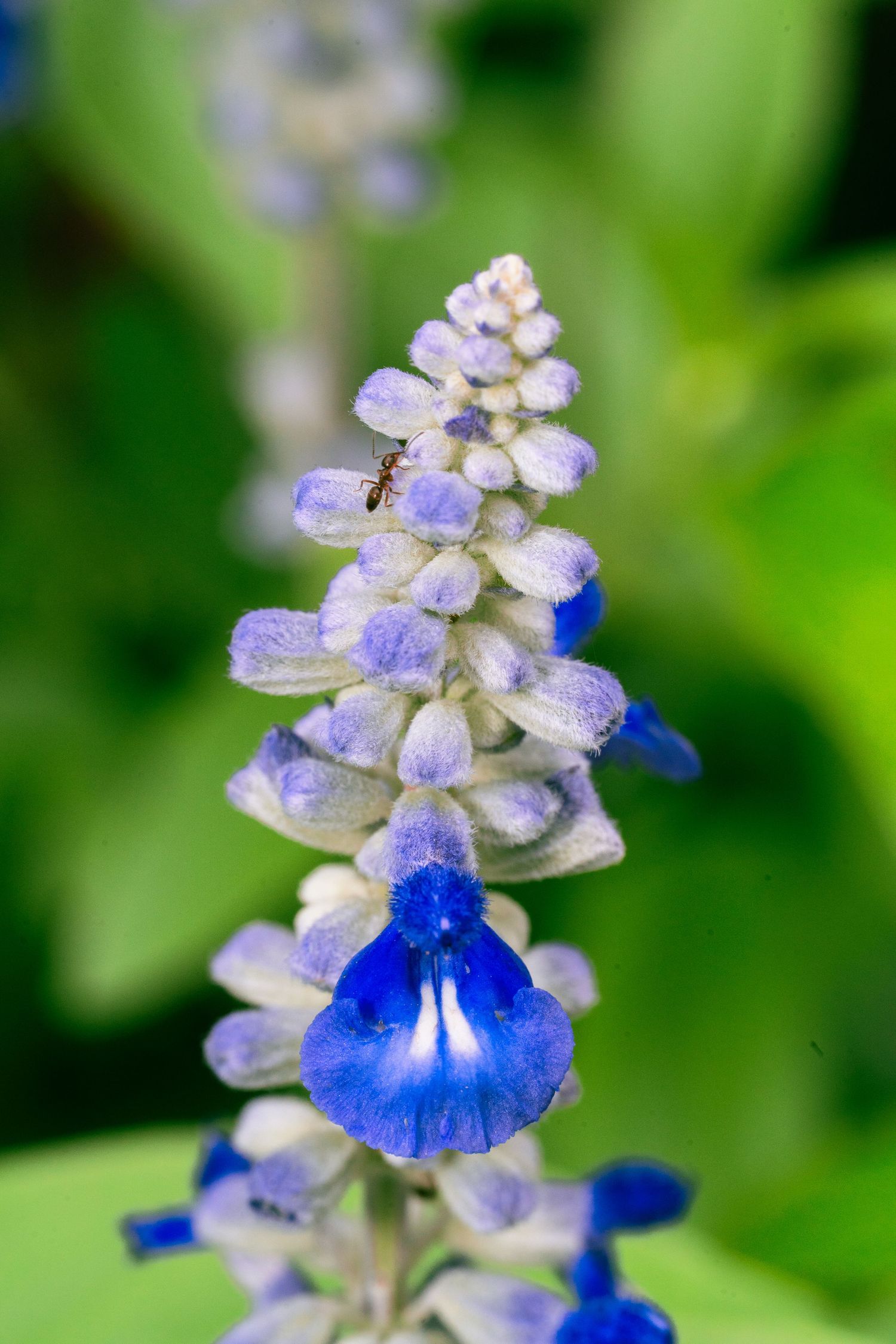 Close-up of delicate blue and white flowers with vibrant petals against a blurred green background.