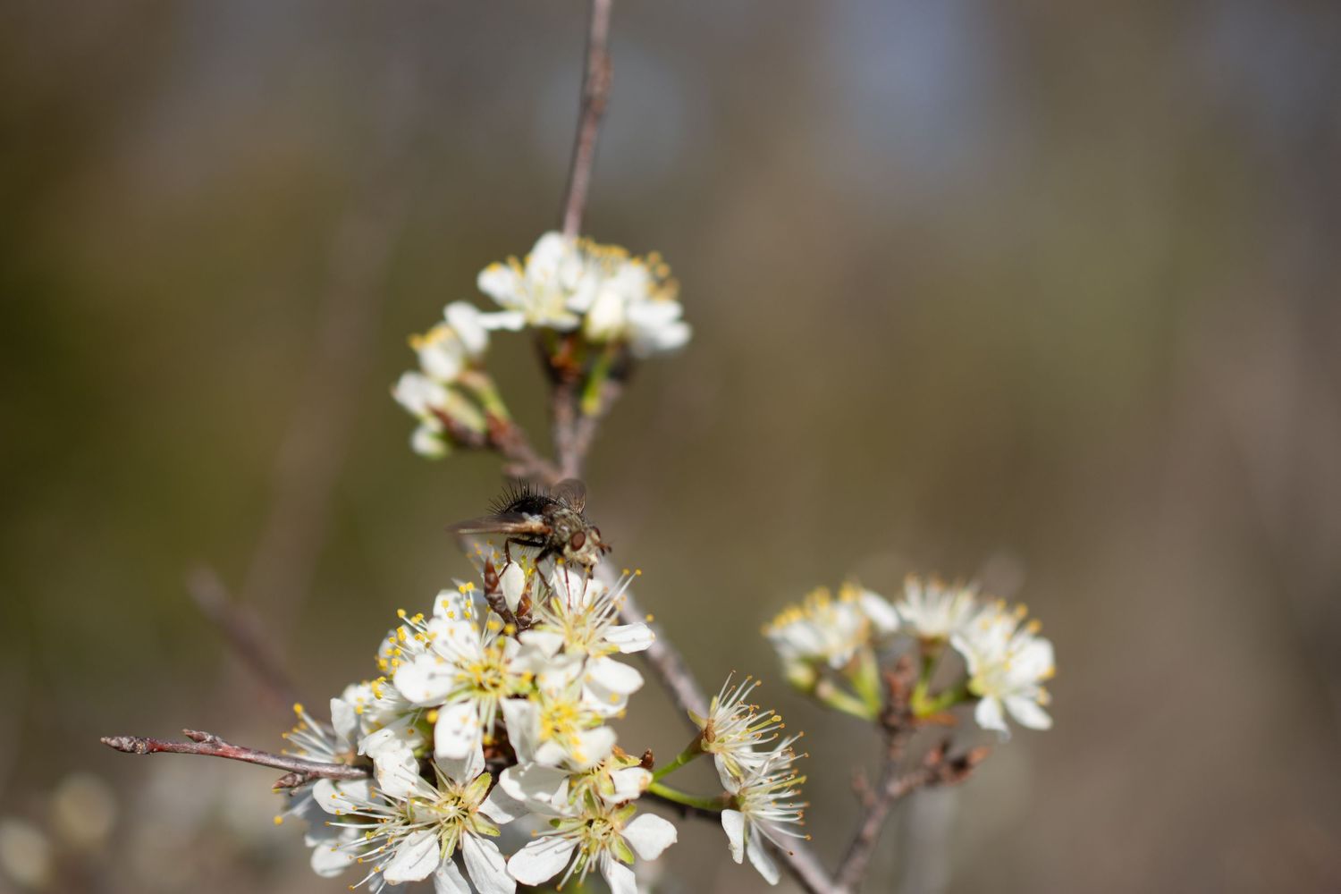 Delicate white spring blossoms with a bee collecting nectar against a blurred natural background.