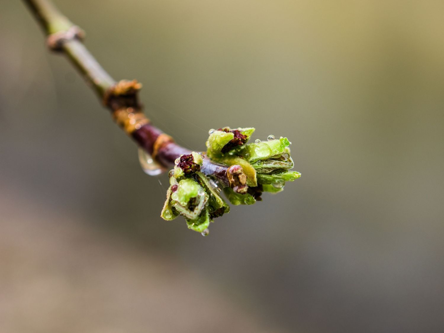 Close-up progression of tree buds opening into fresh spring leaves against a soft bokeh background.