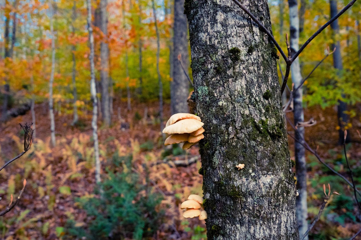 Golden fall foliage surrounds tree-growing shelf mushrooms in a woodland scene.