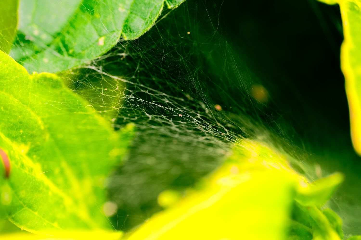 Bright green leaves with yellow highlights in natural sunlight.