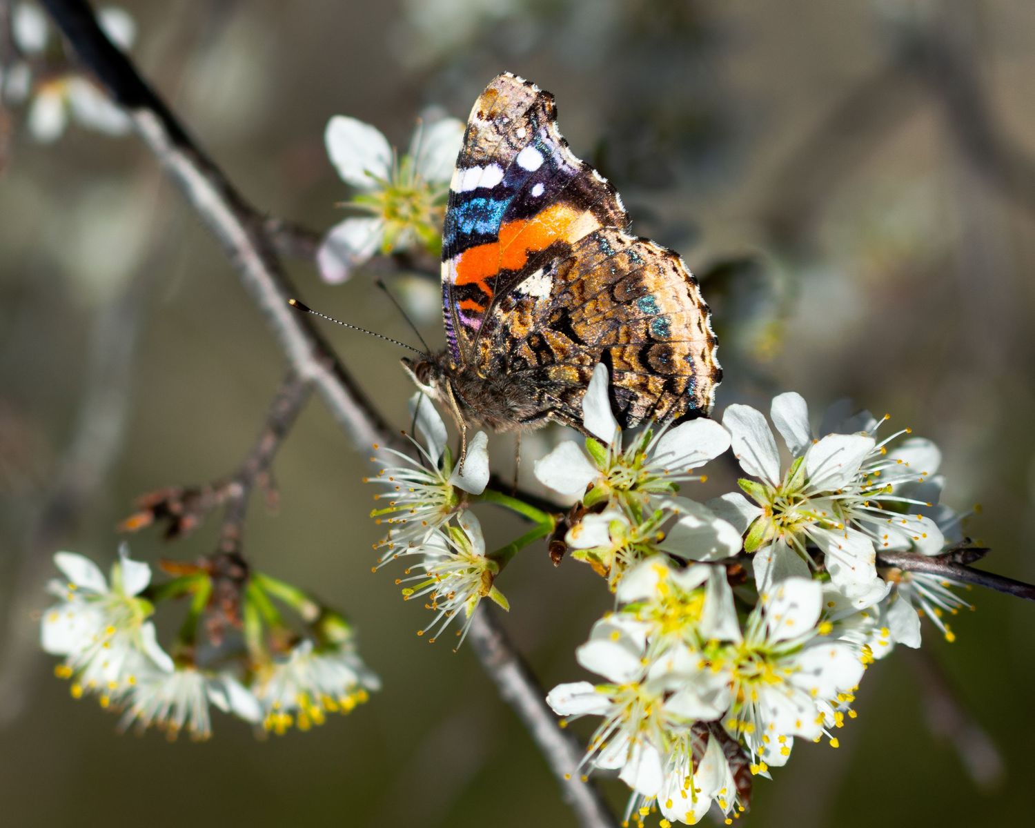 White spring blossoms opening in sequence on tree branches with delicate petals.