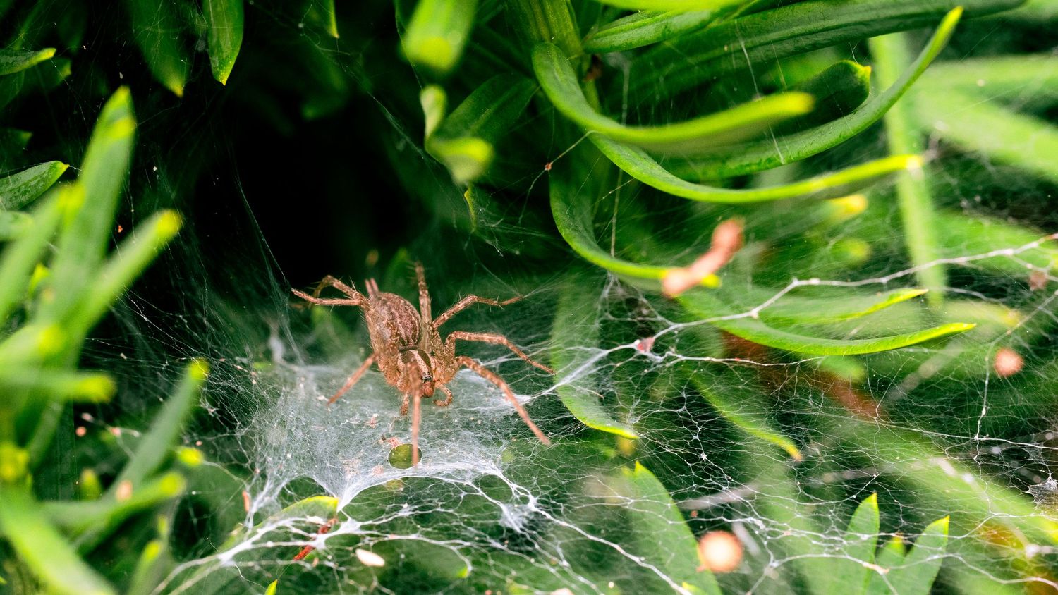 Green garden foliage with delicate spider webs glistening in sunlight.