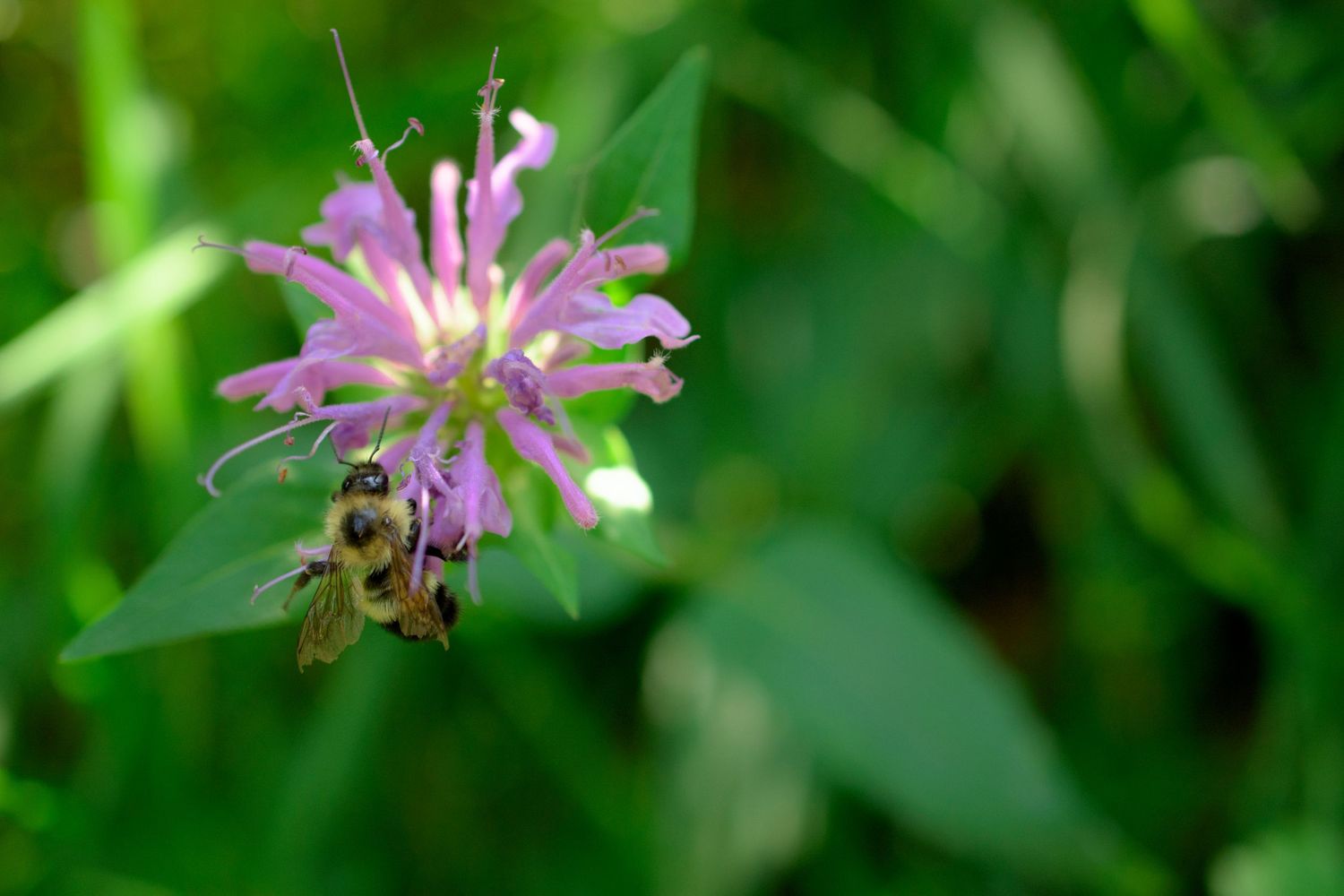 Pink wildflowers blossoming in stages against vibrant green natural backdrop.