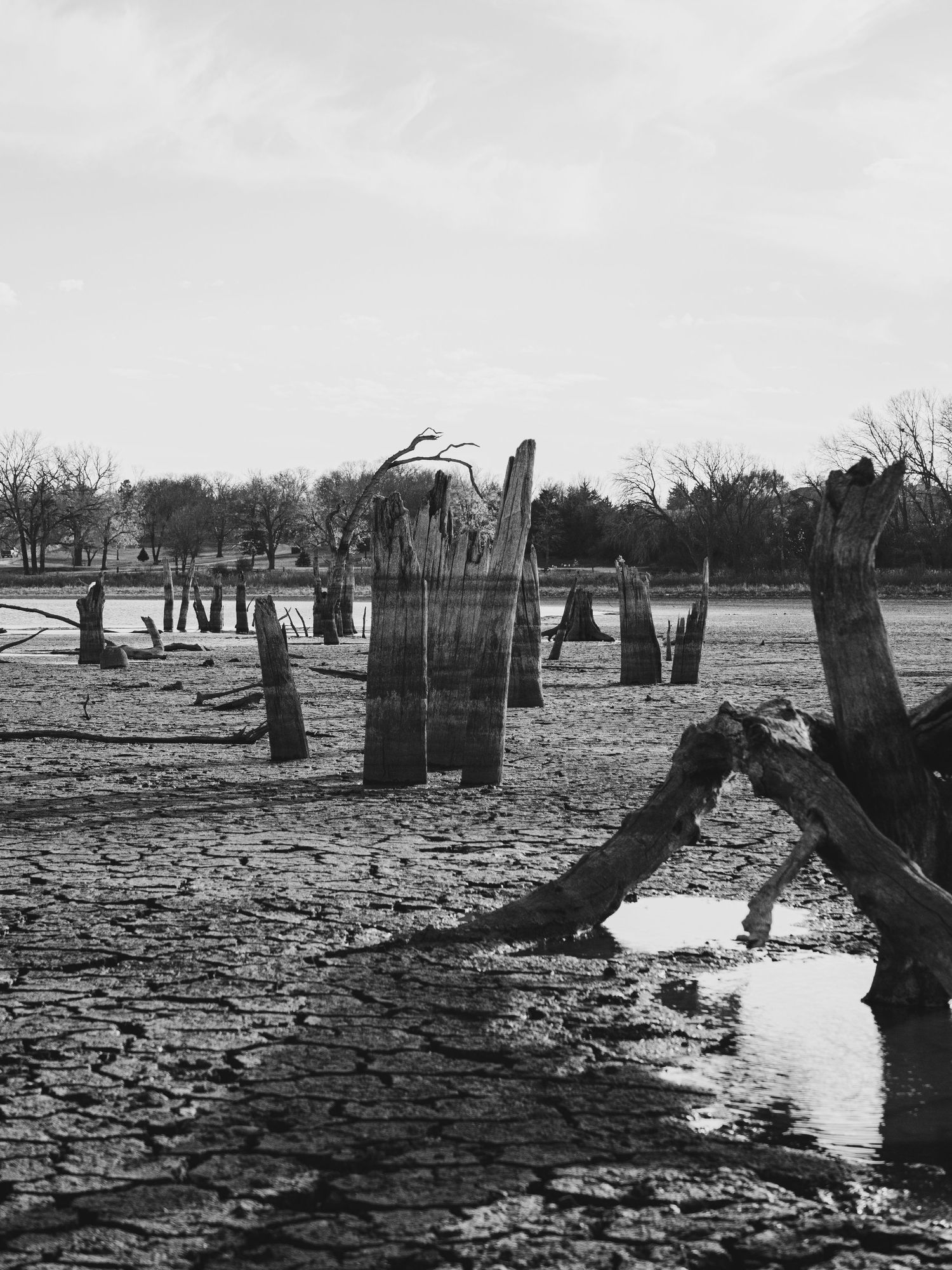 Dead tree stumps emerge from cracked, dry earth in a drought-stricken landscape.