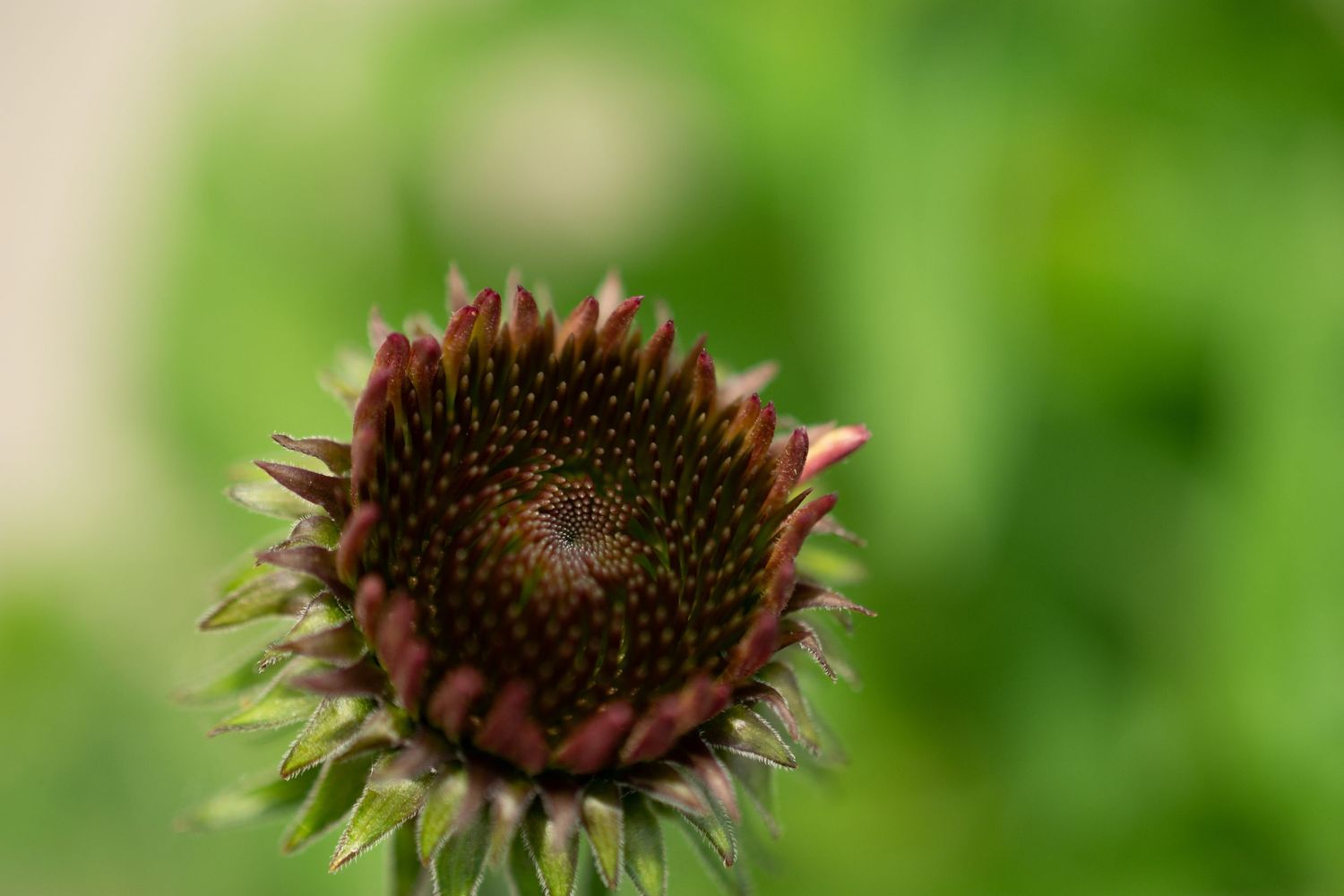 Brown coneflower seed heads in various stages of development against blurred green background.