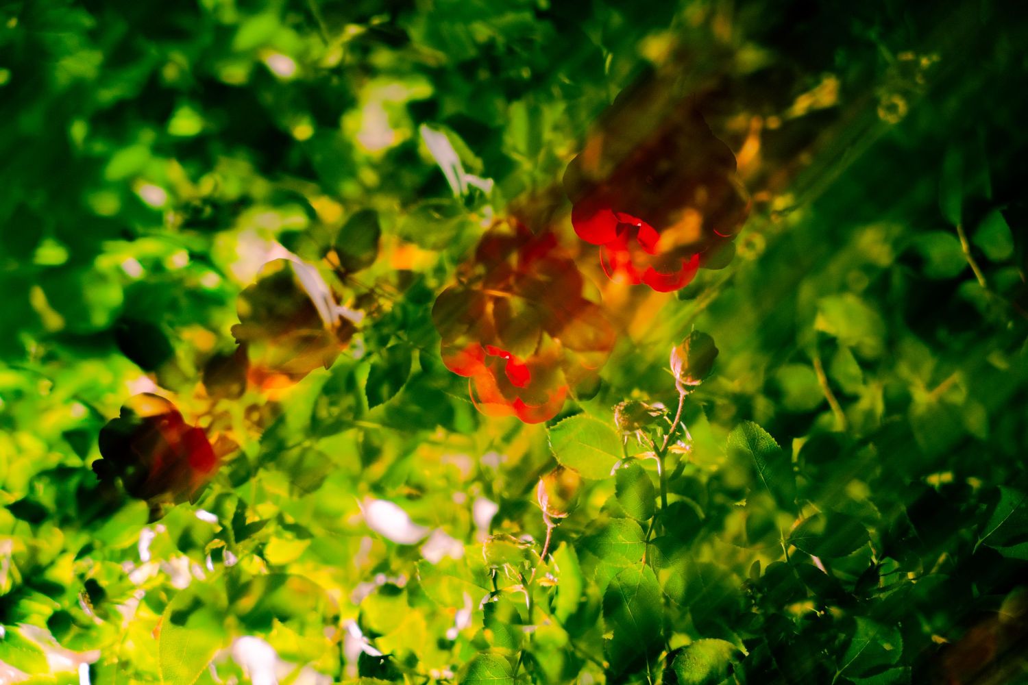 Sunlit garden scene with bright green leaves and red blooms creating natural bokeh.