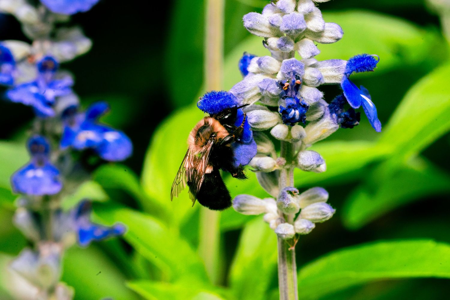 Bee collecting nectar from small blue and white flowers on a sunny day.