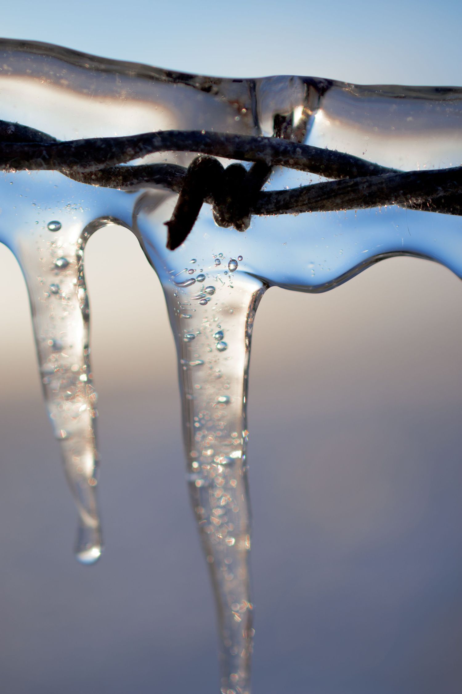 Clear icicles hang from a branch with a soft gray winter sky in the background.